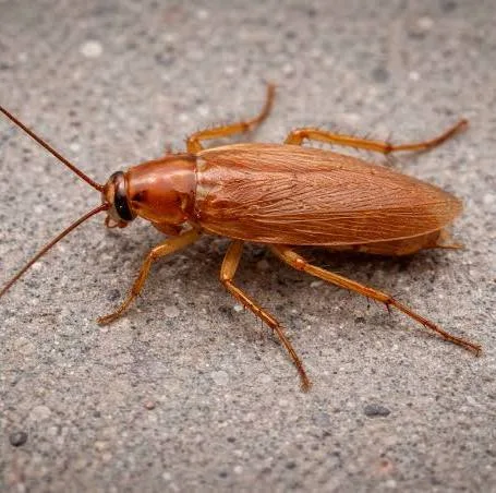 German-Cockroach